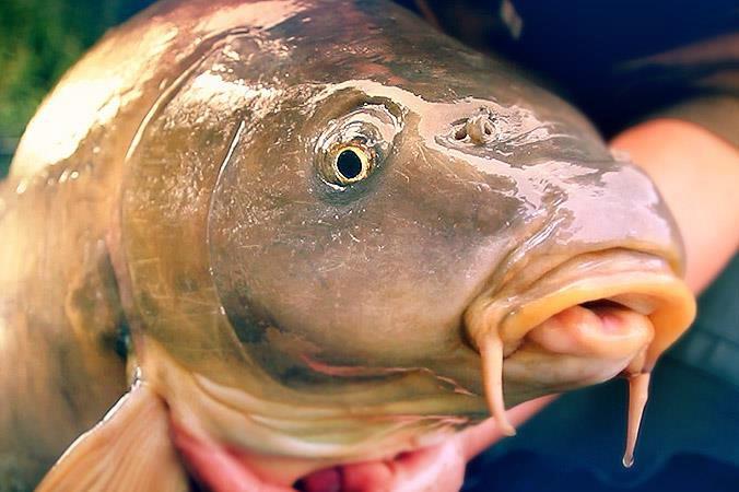 crapi - carp-up-close-un-film-dedicat-pescuitului-la-crap-si-capturarii-unui-crap-de-peste-18-kg1.jpg